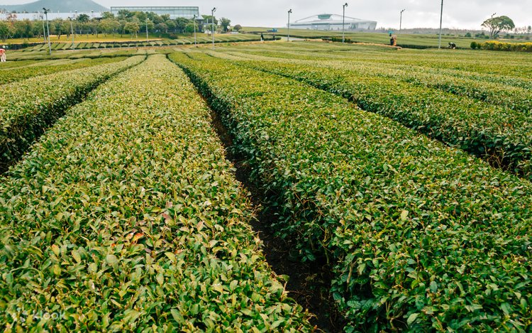 Jeju's Southern Euphoria Tour With Mt.Halla, Green tea, Waterfall