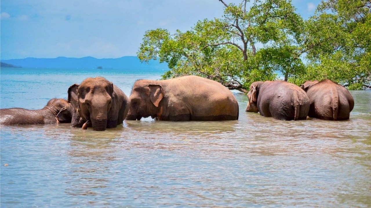 Phuket Island Elephant Jungle Sanctuary Experience | Thailand 3