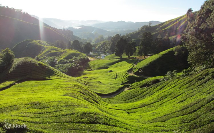 Cameron Highlands and Mossy Forest Half Day Tour 5