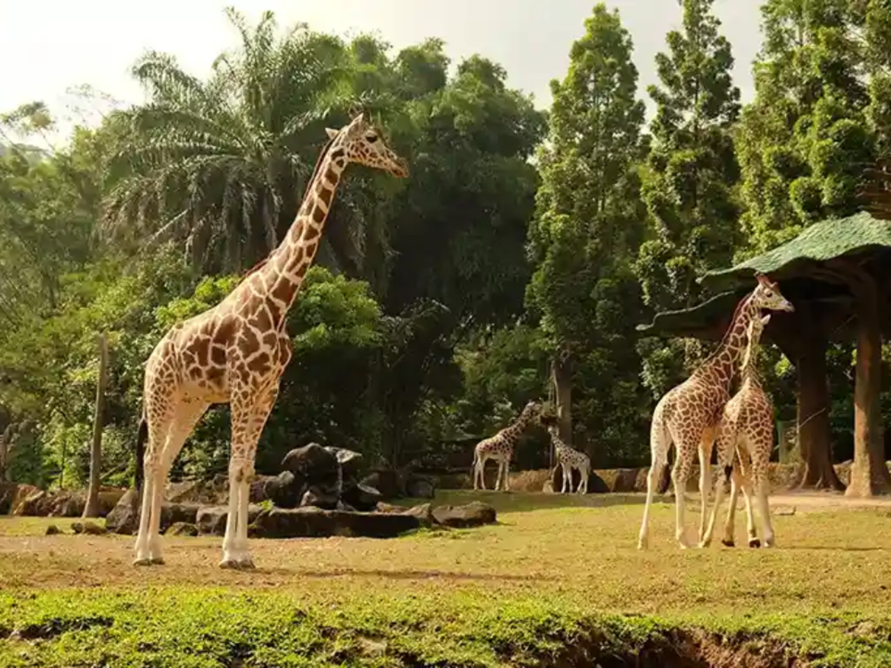 Safari Park Bogor and Heha Cafe Waterfall Day Tour from Jakarta 3