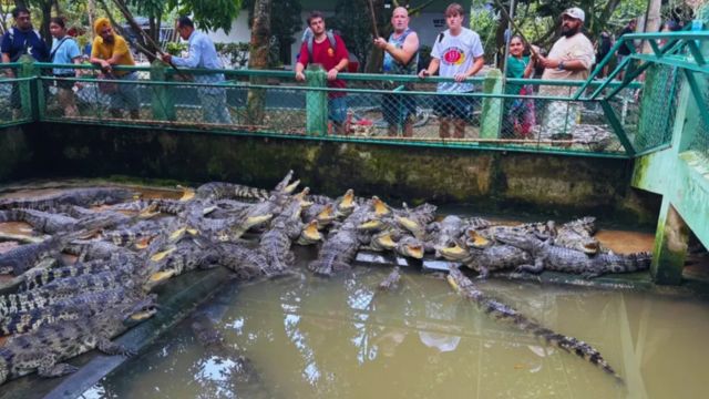 Mekong Delta Day Tour: My Tho, Vinh Trang Pagoda & Thoi Son Island from Ho Chi Minh City [English Guide | No Shopping | Hotel Pick-up | Lunch Included] 5