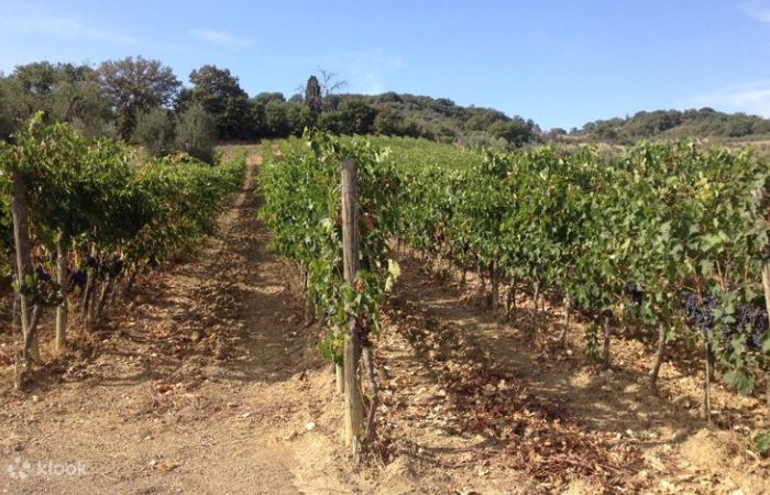 Tuscany Tour from Rome with 3-Course Lunch and Wine Tasting 3
