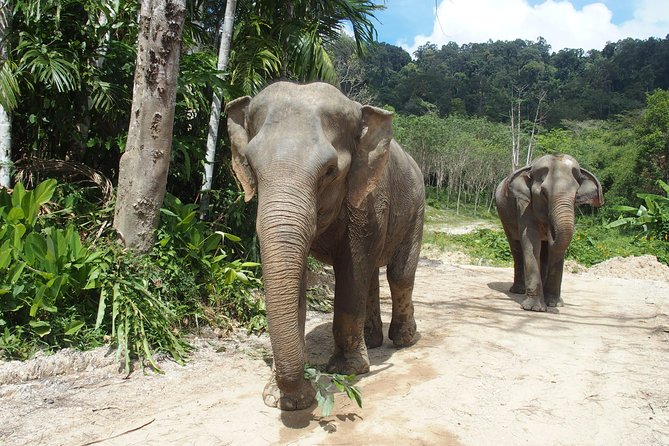 Elephant Jungle Sanctuary Phuket Experience 4