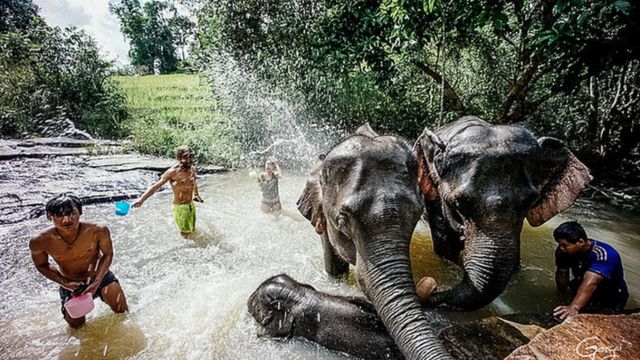 Elephant Jungle Sanctuary Chiang Mai Experience 3