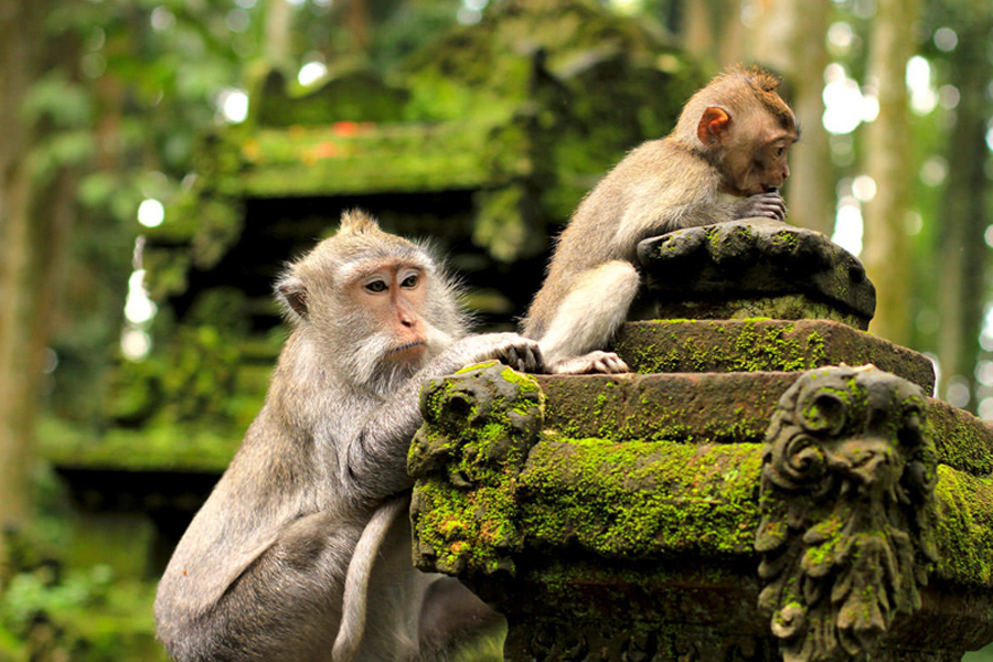 Ubud Day Tour with Swing, Rice Terraces, Monkey Forest, Temple and Waterfall | Bali