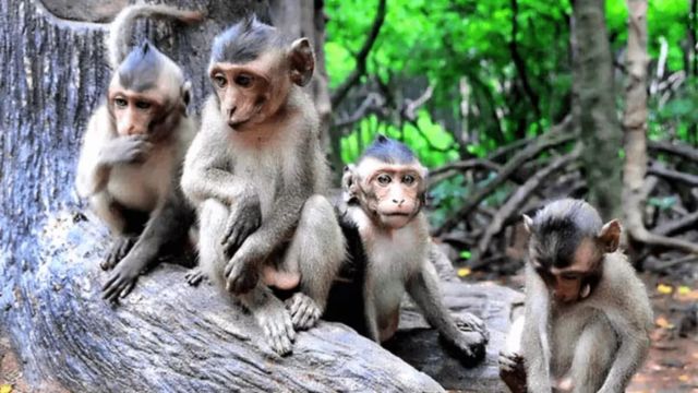 Discover Monkey Island - Crocodile Farm | Can Gio | From Ho Chi Minh 5