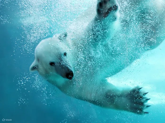 Asahiyama Zoo & Shirahige Falls & Biei & Blue Pond Day Tour (Chinese and English Guide/Departure from Sapporo)