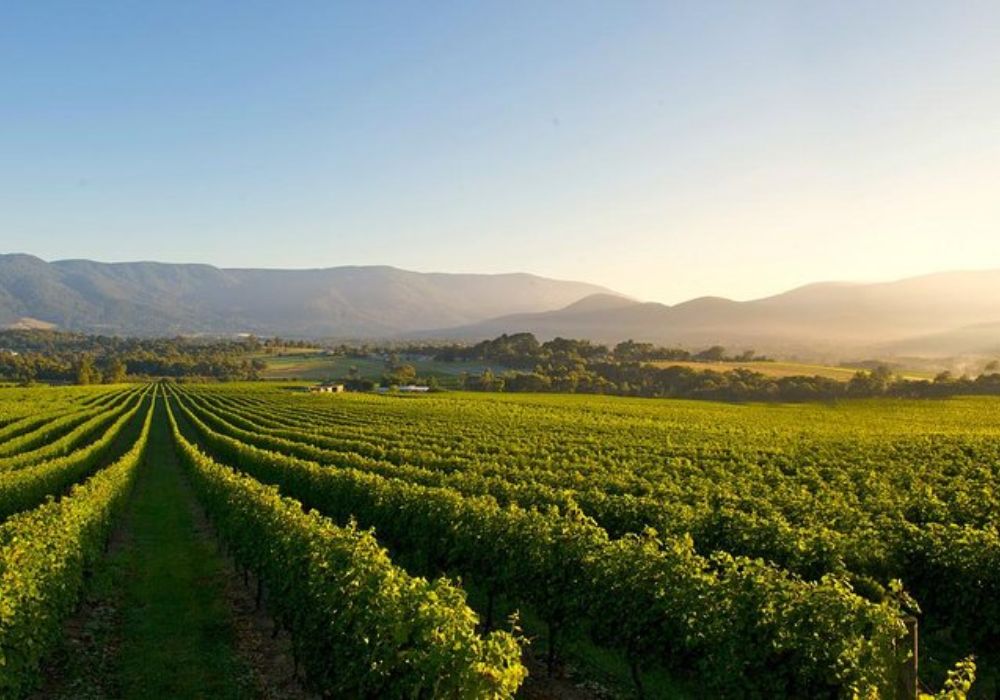 Yarra Valley Wine, Gin, Cheese/Fruit & Chocolate Tour from Melbourne 2