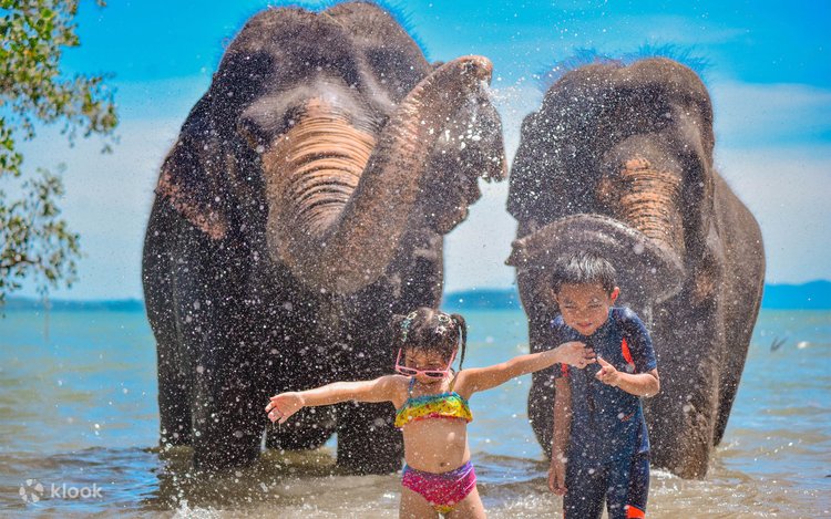 Elephant Experience on Phuket Beach by Lily Elephant Camp 2