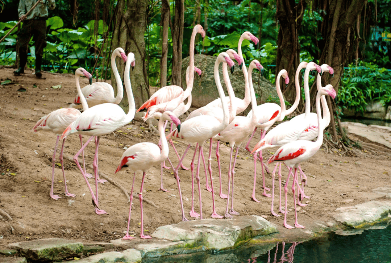 Chimelong Safari Park Private Tour in Guangzhou 2