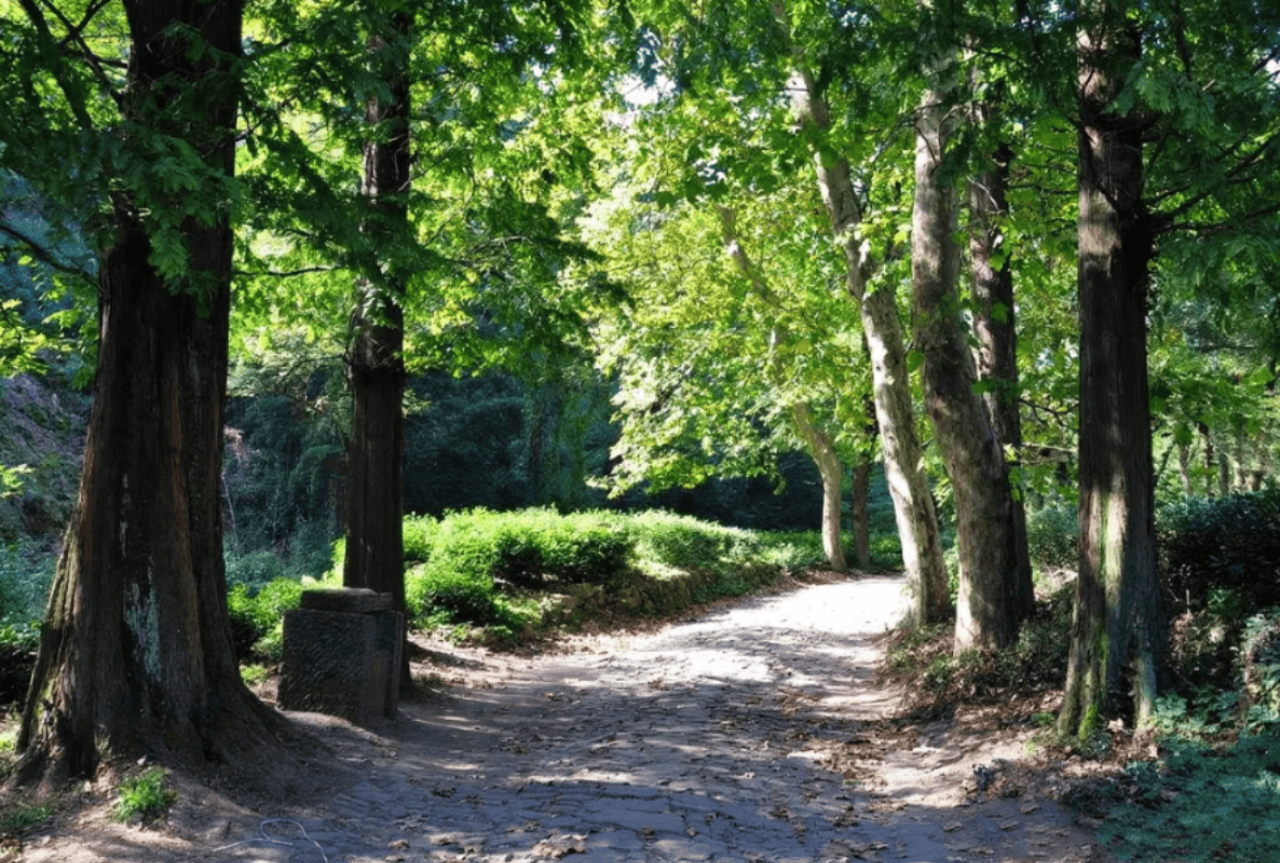 Hangzhou 1-Day Tour: Xixi National Wetland Park & Longjing Village 5