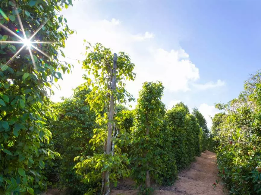 Sightseeing to the South of Phu Quoc: Ho Quoc Pagoda & Pepper Farm 2