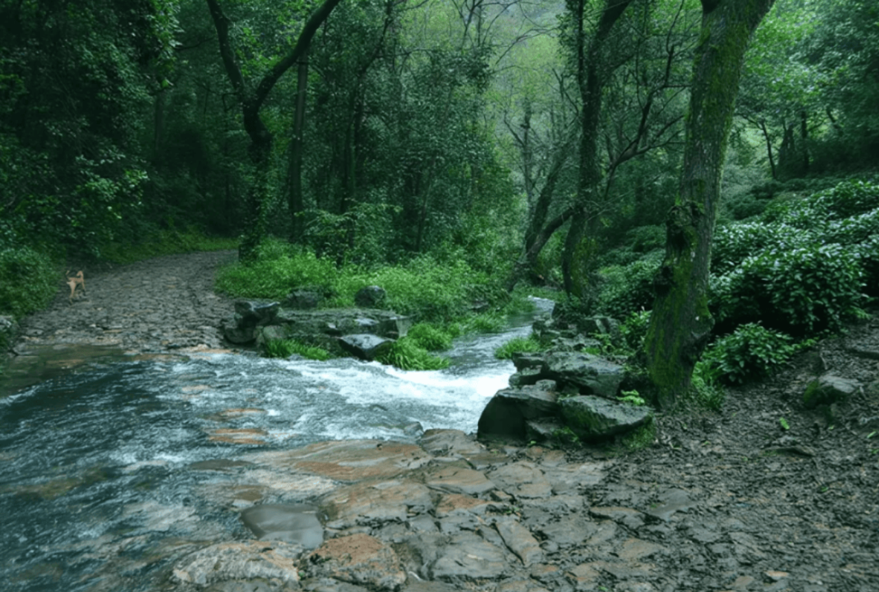 Hangzhou 1-Day Tour: Xixi National Wetland Park & Longjing Village 3