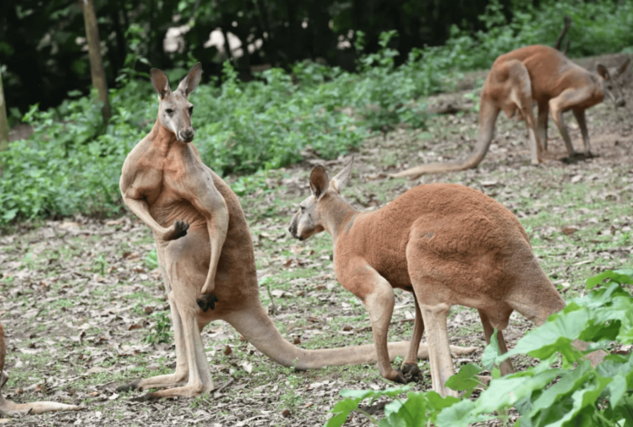 Chimelong Safari Park Private Tour in Guangzhou 3
