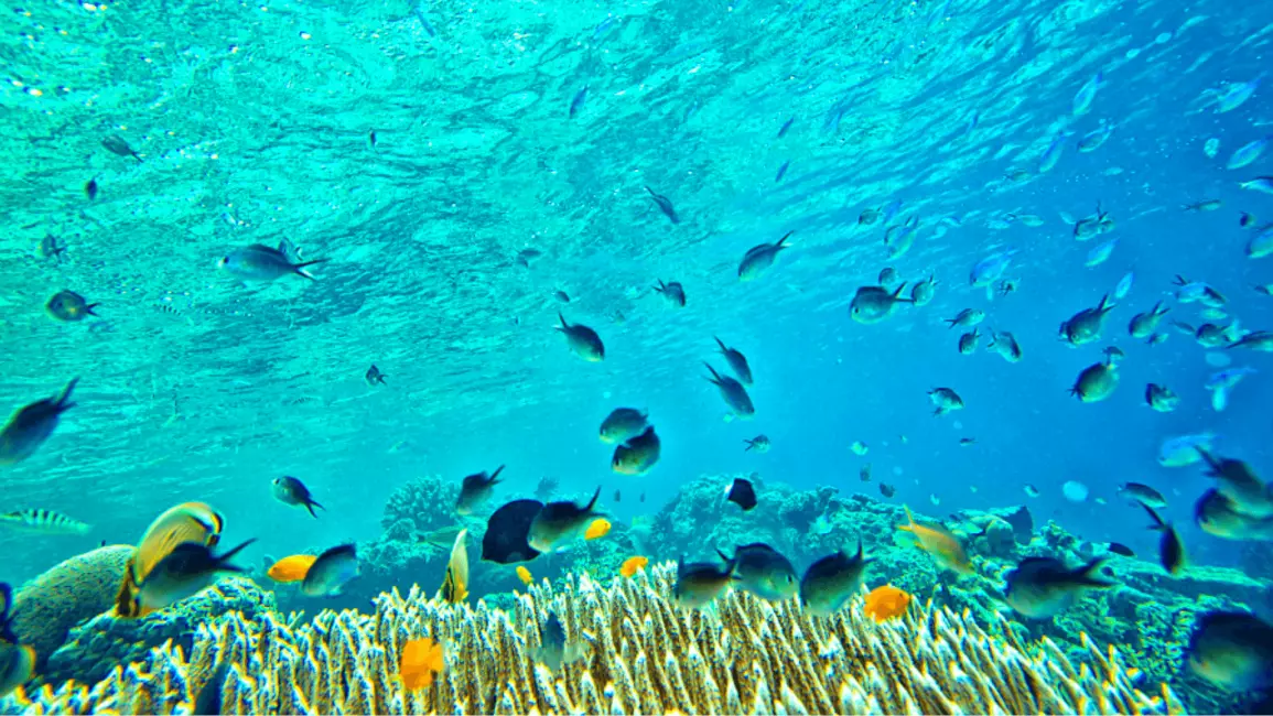 Day Tour | Phu Quoc 2 Islands Wooden Junk Cruise Tour: Coral Reef Snorkeling, Fishing Experience, Lunch on the deck (Flycam Shooting included) | Vietnam 5