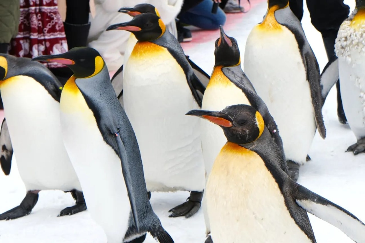 Asahiyama Zoo & Shirahige Falls & Biei & Blue Pond Day Tour (Chinese and English Guide/Departure from Sapporo) 2