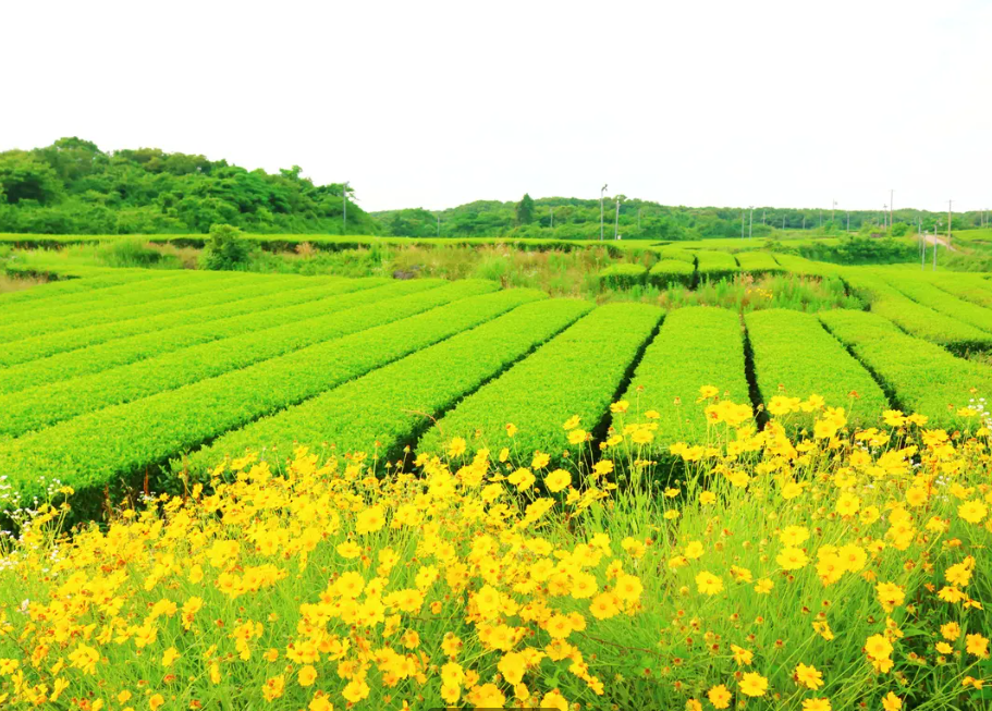 Jeju Eastern and UNESCO Culture Exploration Day Tour 4