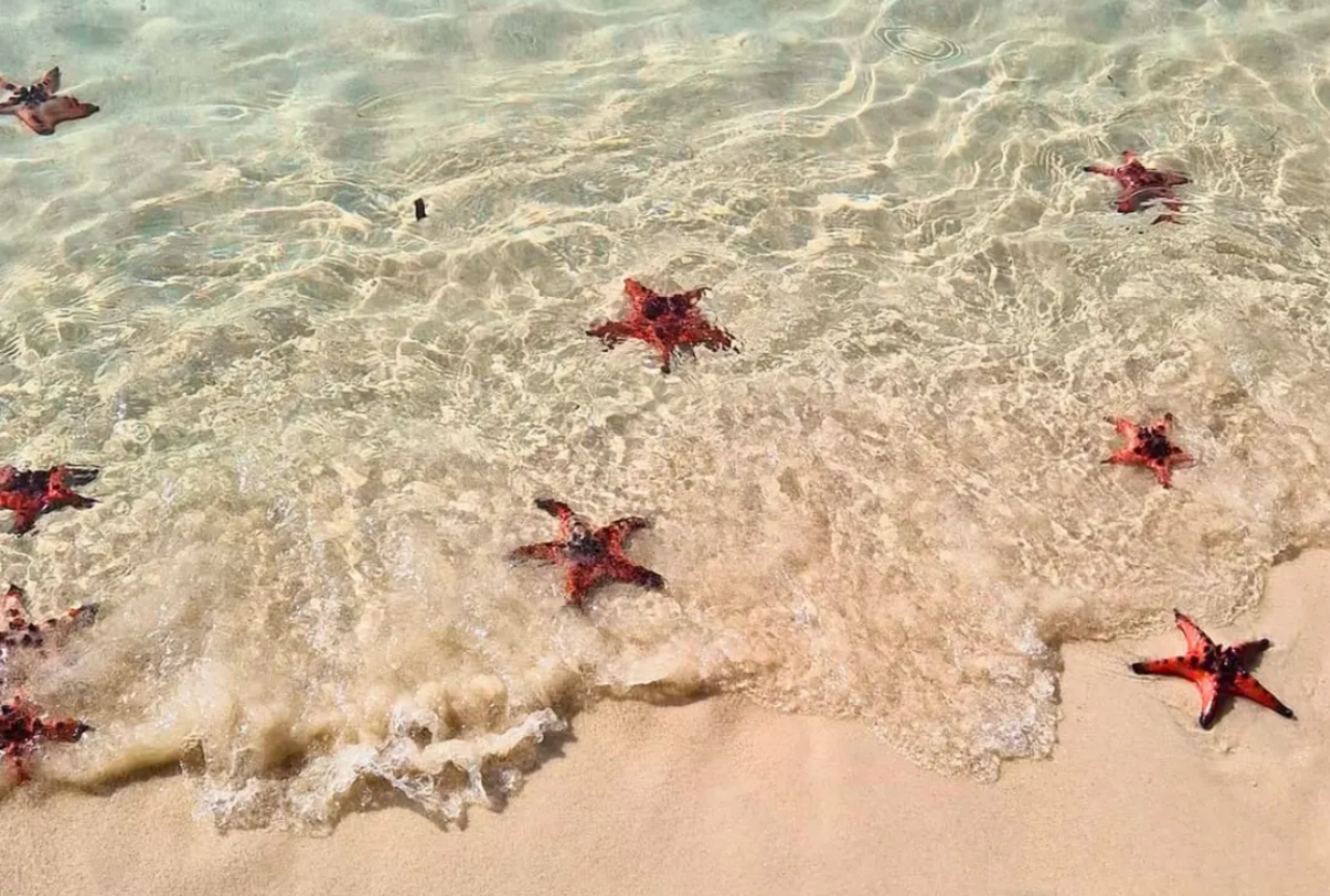 Starfish Beach, Sunset Sanato & Night Fishing Tour (Chinese Guide) 5