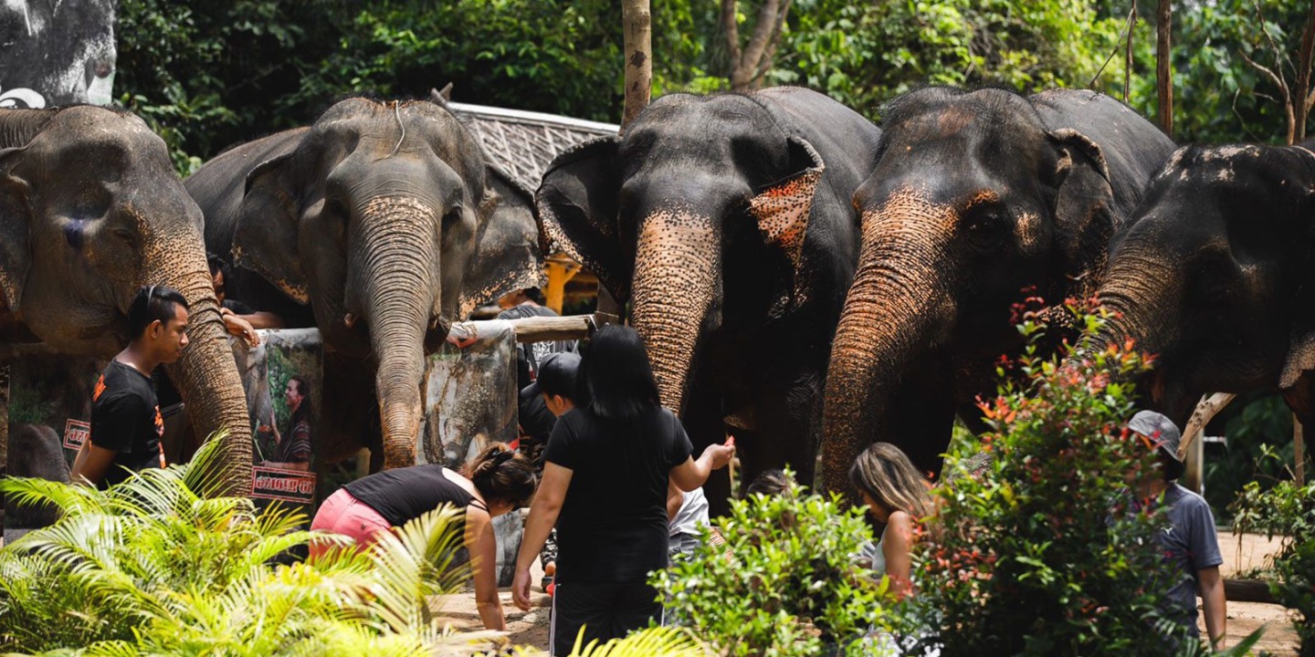 Elephant Jungle Sanctuary Phuket Experience 3