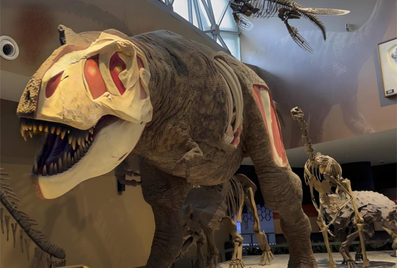 Shanghai Natural History Museum: Rare Specimens & Optional Bilingual Tours 5