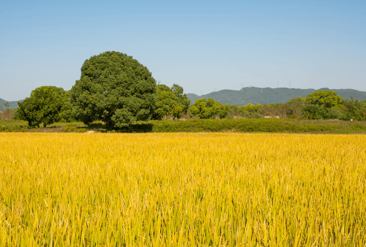 Liangzhu City Archaeological Ruins Private Mandarin or English Guided Tour (Ticket Included) 4