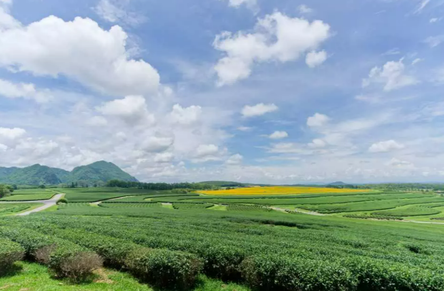 Chiang Rai Day Tour from Chiang Mai | White Temple, Blue Temple, Black Museum, Golden Triangle & Singha Park 5