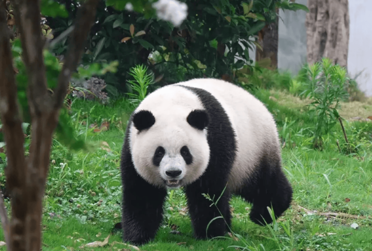 Dujiangyan & Panda Valley Small-Group Day Tour with English Guide 3