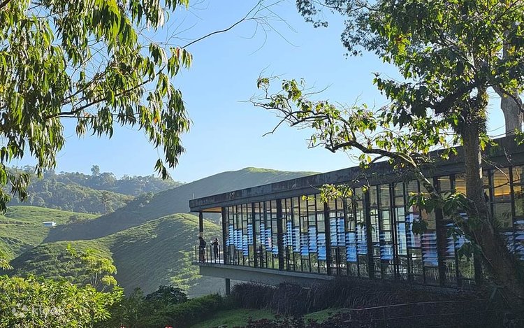 Cameron Highlands and Mossy Forest Half Day Tour