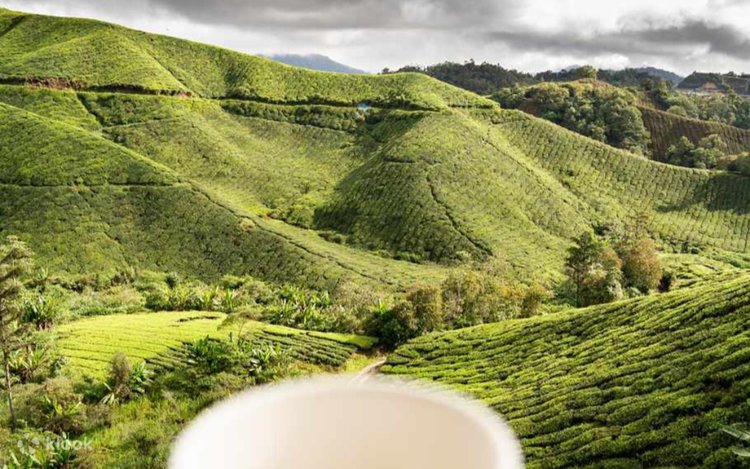 Cameron Highlands and Mossy Forest Half Day Tour 4