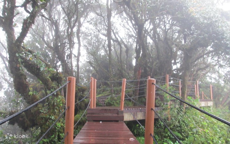 Cameron Highlands and Mossy Forest Half Day Tour 3