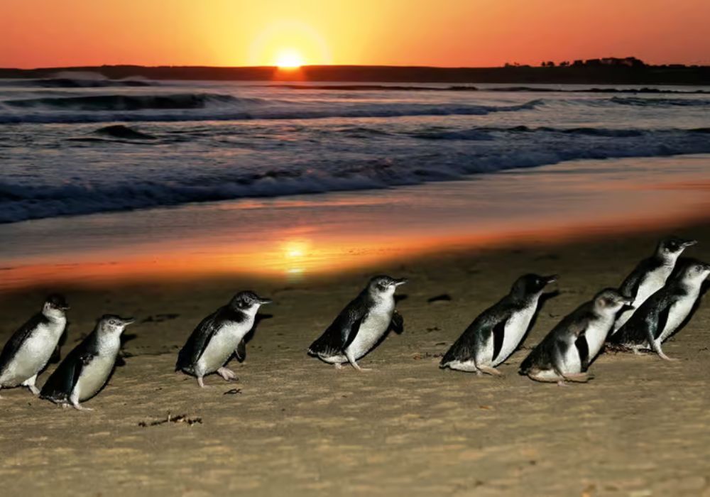 Phillip Island Wildlife Park & Penguin Parade Day Tour from Melbourne | Victoria 2