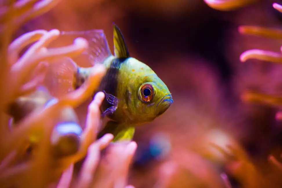 Southern Phu Quoc Scuba Diving Experience| Phu Quoc, VietNam 2