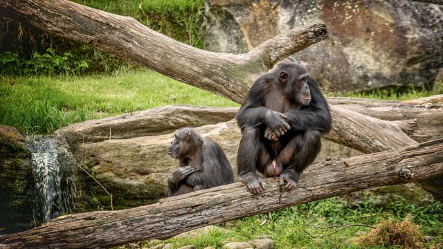Blue Mountain & Sydney Zoo Day Tour with Mandarin Tour Guide 4