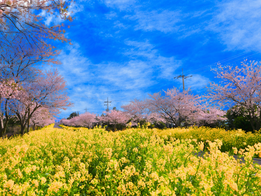 Jeju West & South One Day Authentic Tour 3