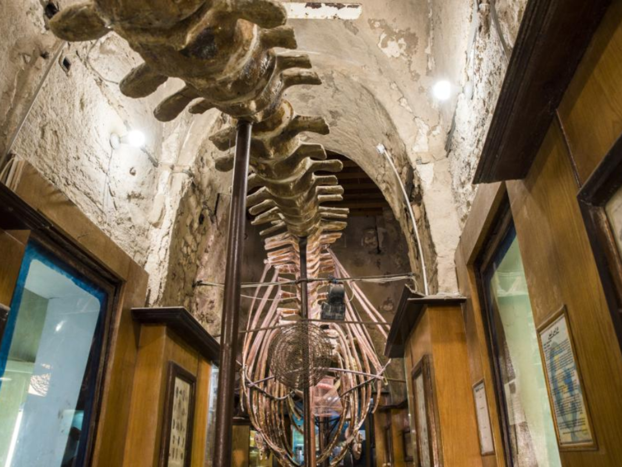 From Cairo: Full-Day Tour of Historical Alexandria 5