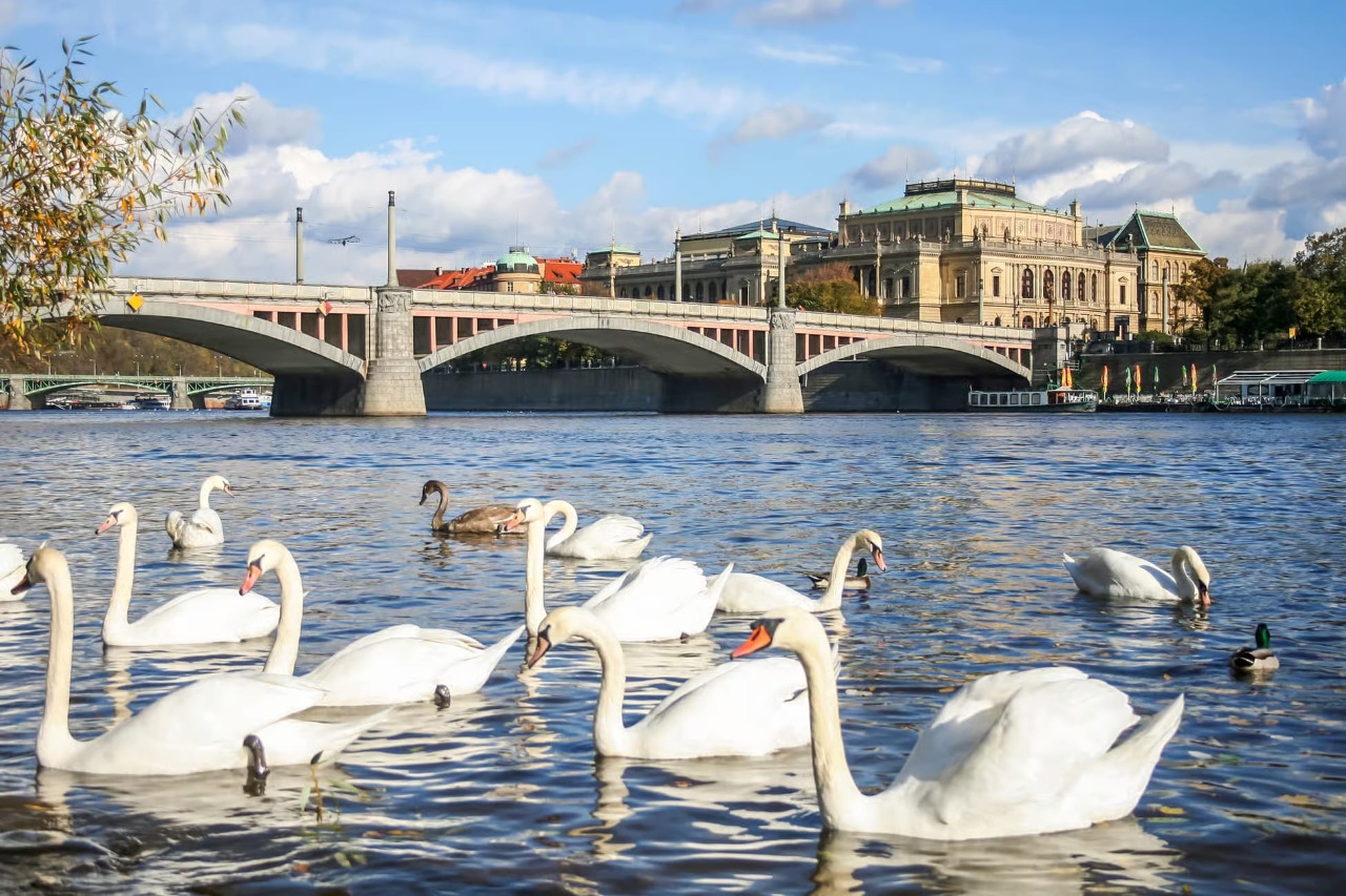 Panoramic Vltava river cruise in Prague 3