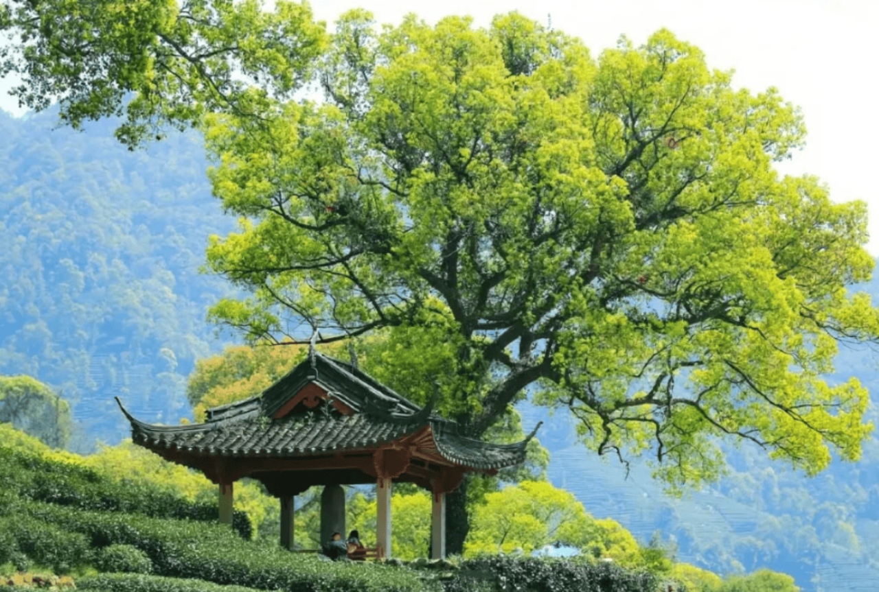 Hangzhou Private 1-Day Guided Tour: West Lake, Lingyin Temple & Meijiawu 5