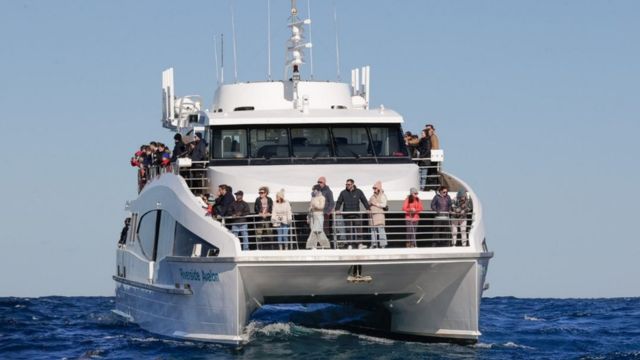 Whale Watching Cruise by Captain Cook Cruise | Sydney