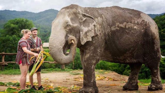Elephant Jungle Sanctuary Chiang Mai Experience