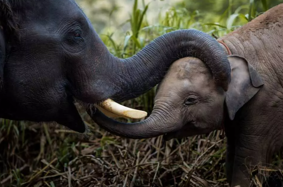 Kerchor Elephant Eco Park Half-Day & Full-Day Tour | Chiang Mai 4