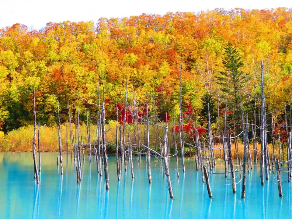 Asahiyama Zoo & Shirahige Falls & Biei & Blue Pond Day Tour (Chinese and English Guide/Departure from Sapporo) 2