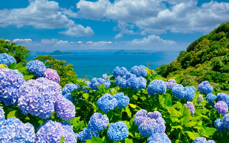 Jeju Eastern/ Western/ Hydrangea/ Seongsan Ilchulbong/ Private Tour 4