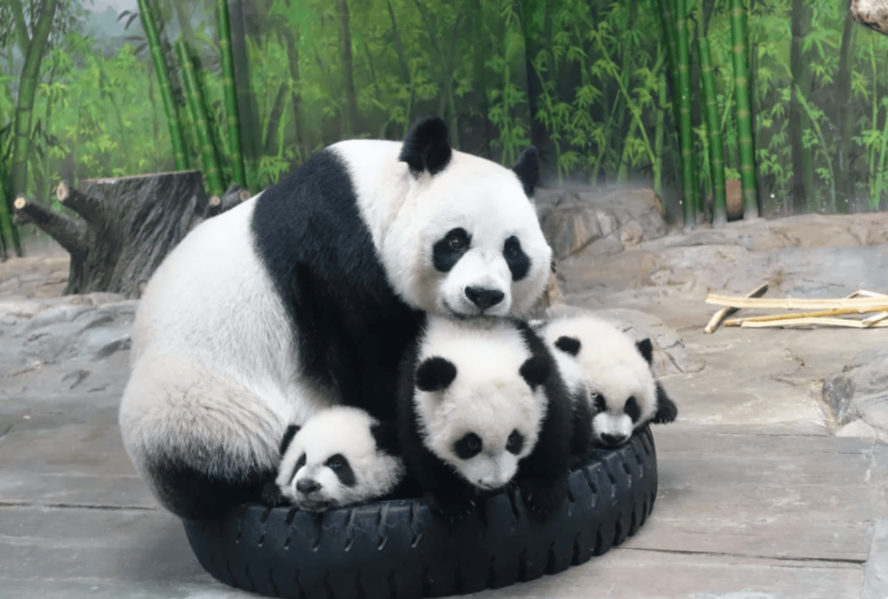 Chimelong Safari Park Private Tour in Guangzhou 4