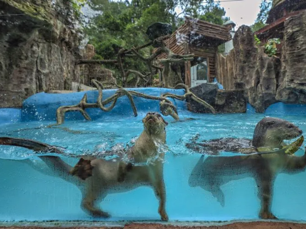 Safari Park Bogor and Heha Cafe Waterfall Day Tour from Jakarta 2