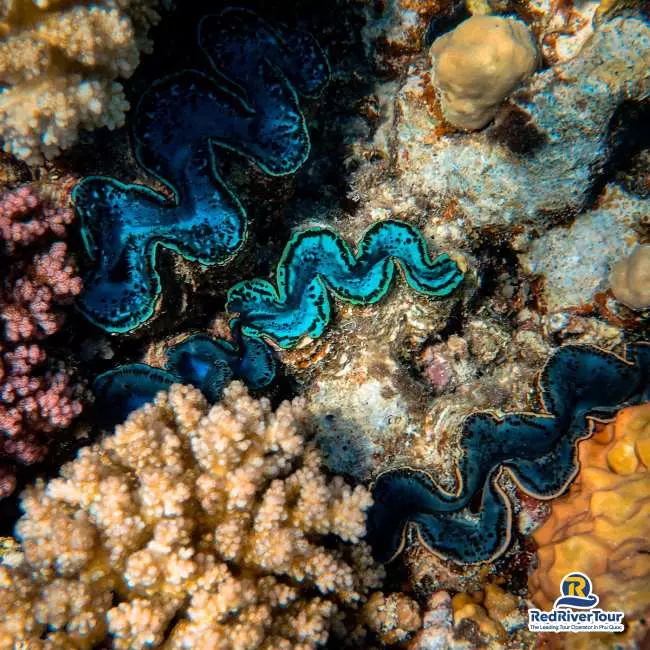 Southern Phu Quoc Scuba Diving Experience| Phu Quoc, VietNam 4