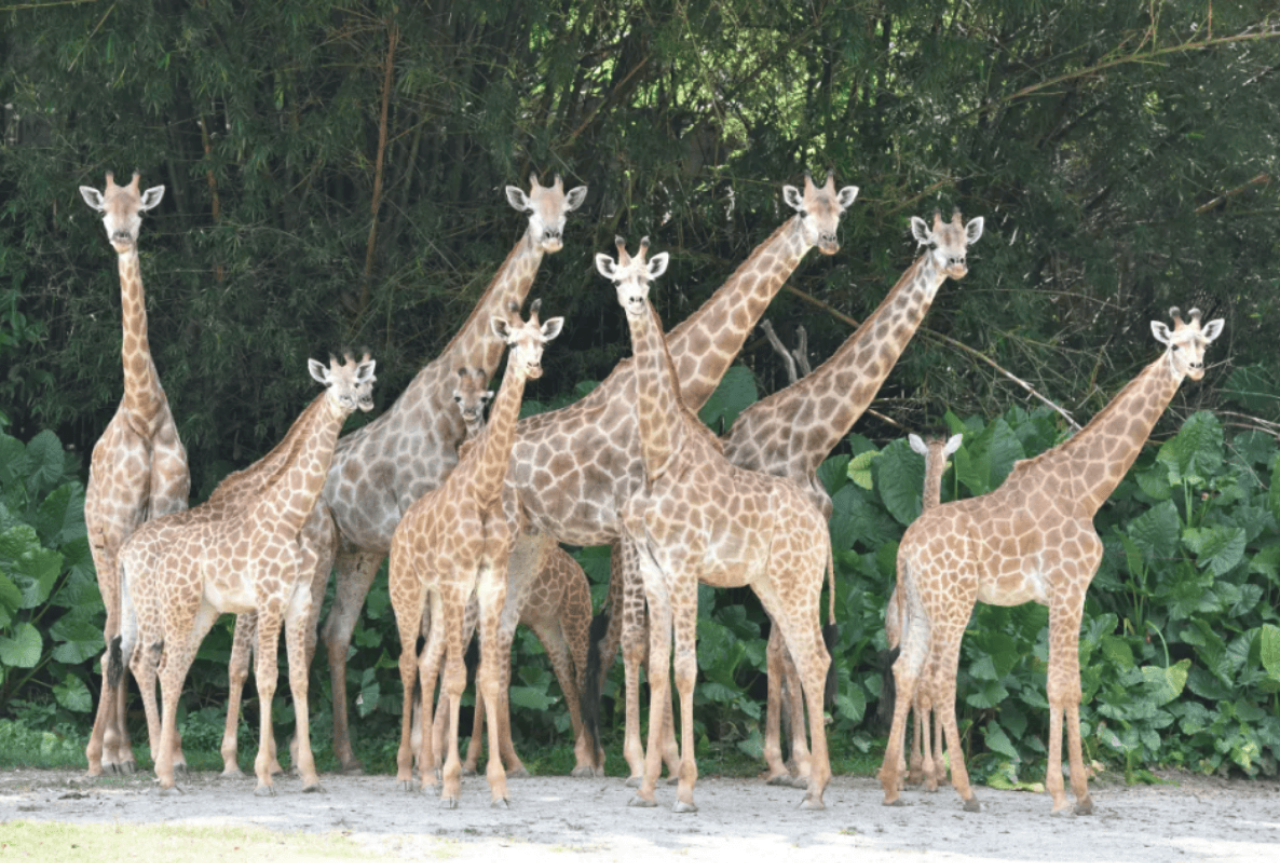 Chimelong Safari Park Private Tour in Guangzhou