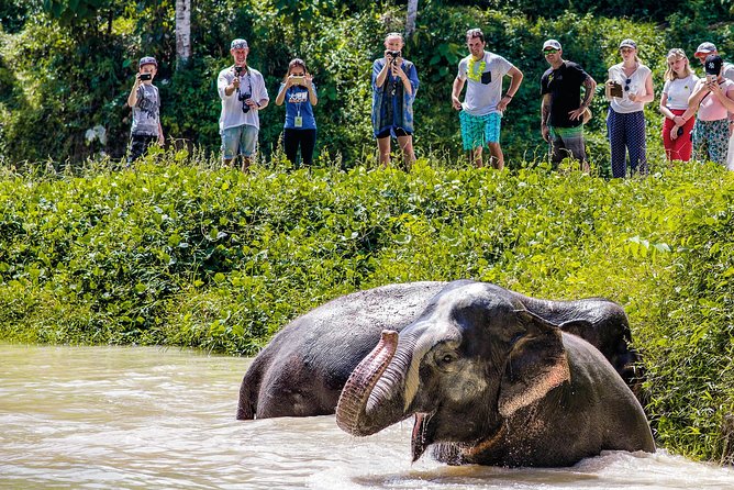 Phuket Island Elephant Jungle Sanctuary Experience | Thailand 2