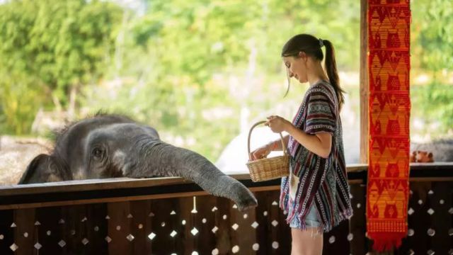 Elephant Jungle Sanctuary Experience at Grand Canyon Branch Chiang Mai | Thailand 2