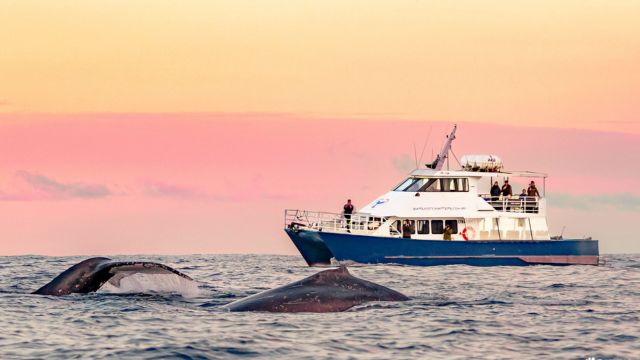 Sydney Whale Watching Adventure Cruise