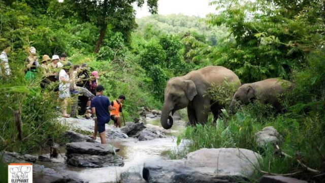 Elephant Jungle Sanctuary Chiang Mai Experience 4